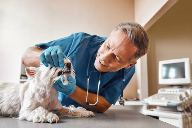 Best Emergency Treatment for Dental Infections or Abscesses in Noble, OK